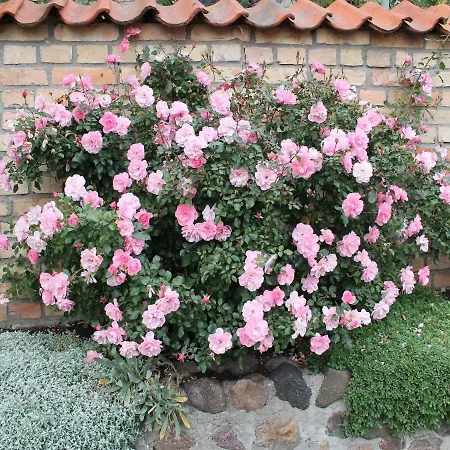 Am Linden-brink Klutz